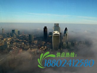 伦敦大雾致200多趟航班延误