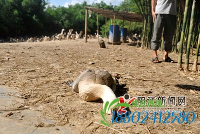 油罐车侧翻数吨油品泄流入河 鹅鸭连续死亡