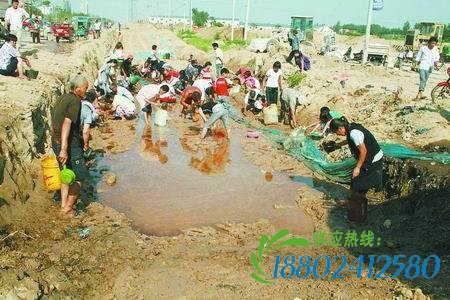 众村民争相水中捞油