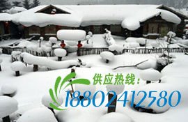 雪乡：似“奶油蛋糕”的小城