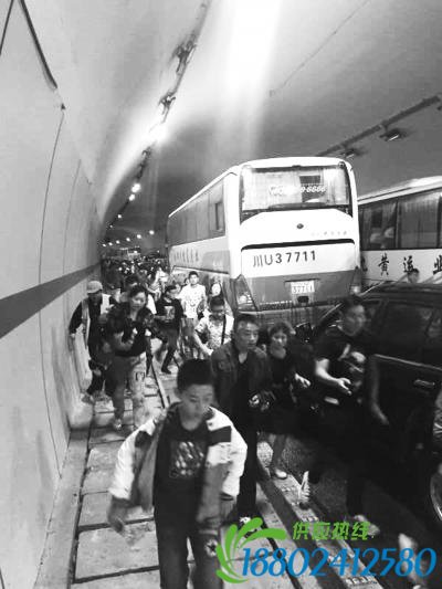 武汉游客成都遇连环车祸 近千人隧道里大逃亡