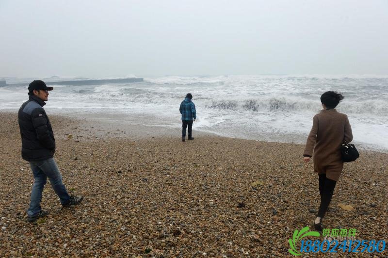 北漂记者回“家”养参记