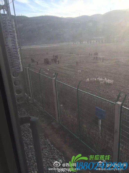 西安开往榆林K8188次列车撞上羊群(图)