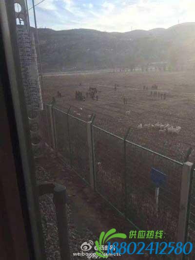 西安开往榆林K8188次列车与羊群相撞致列车晚点