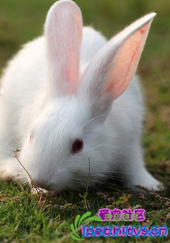 帮兔子清洗耳朵的方法和注意事项