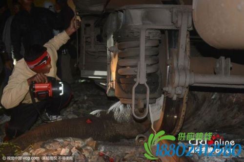 火车与大象相撞