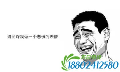 12306验证码青岛新闻网版：小编撞脸徐静蕾钟汉良李秉宪