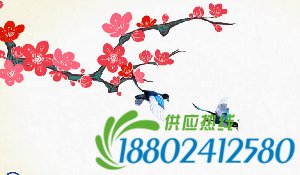 梦娃公益短片