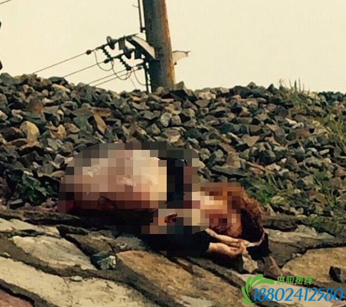 女子抢越铁道遭火车撞击后拖行致死 警方正在调
