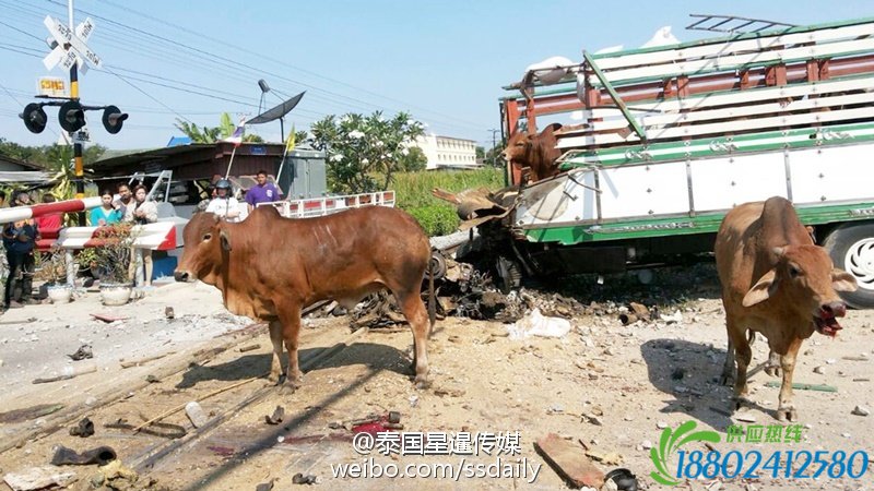 泰国火车撞上运牛车致5人死亡