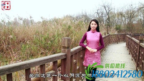 【网络书香·节日读书④】元宵节——火树银花
