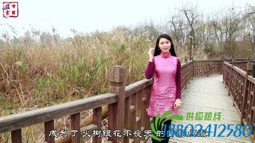 【网络书香·节日读书④】元宵节——火树银花