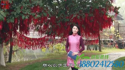 【网络书香·节日读书④】元宵节——火树银花
