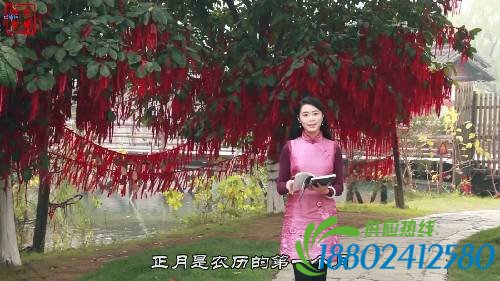 【网络书香·节日读书④】元宵节——火树银花