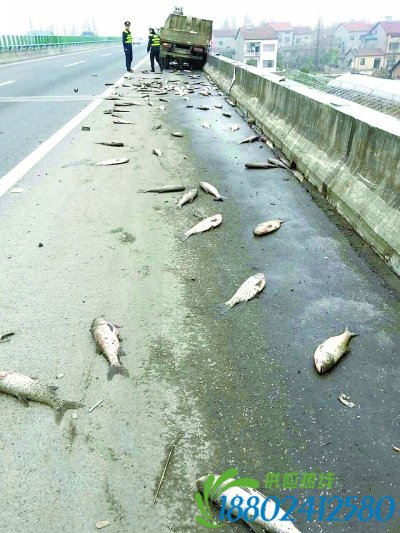 司机疲劳驾驶撞上高速护栏 9000斤活鱼“泼”一地