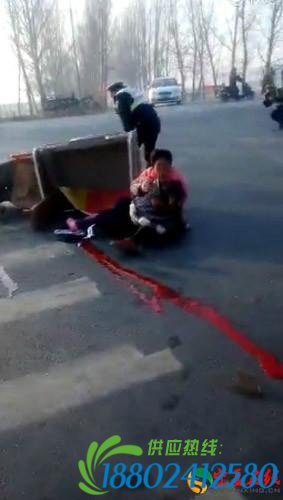 死亡路口:11岁少女被油罐车撞死(组图)