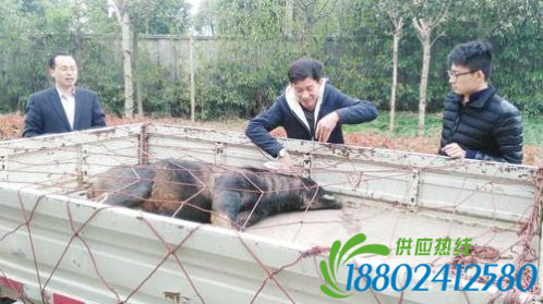 德清现神秘动物,为救它连火车都停下了