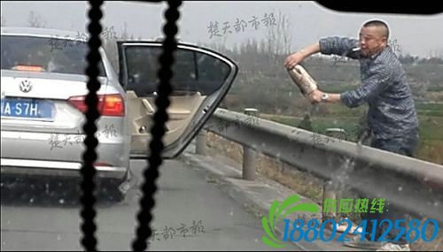 千斤草鱼被哄抢