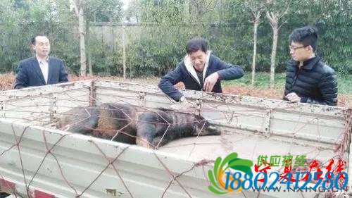 快乐正当午神兽逼停高铁，德清铁路工抓到姜子牙坐骑！