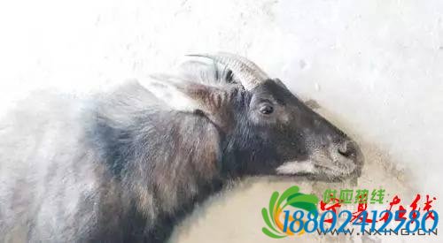 快乐正当午神兽逼停高铁，德清铁路工抓到姜子牙坐骑！