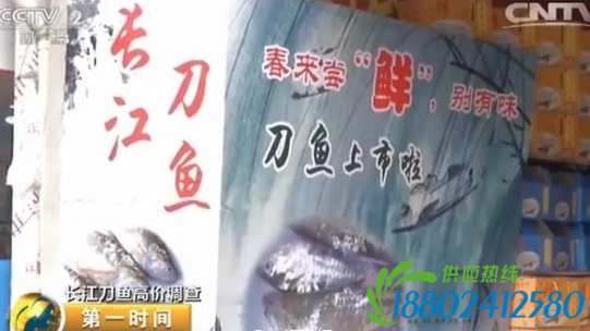 长江刀鱼1斤卖4000元翻番近4倍 渔民称赔本买卖