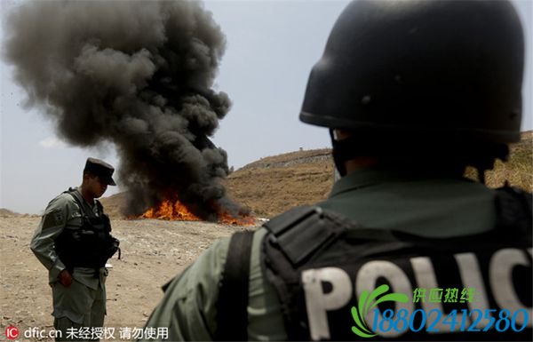 巴拿马警方销毁8.9吨被查获的毒品
