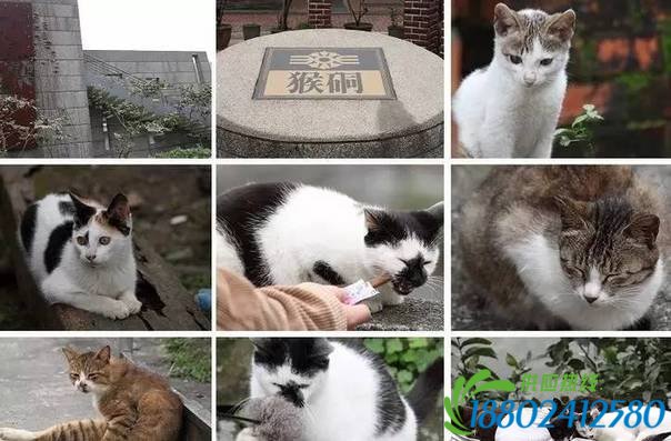 台灣最不可錯過的十條文藝清新鐵路