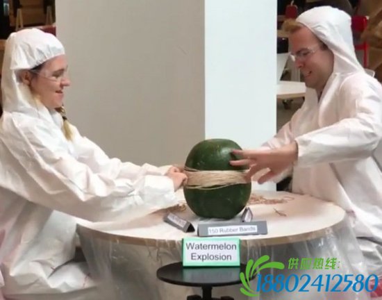 网站直播橡皮筋绑西瓜看何时炸裂 80万网友看迷