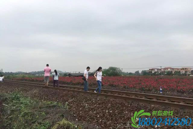 佛山少女花海自拍被火车撞亡 事发地仍有家长带娃在拍照
