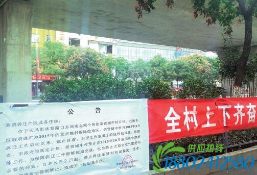 p47-3 为了加快城中村改造步伐，亲贤城中村拆迁指挥部在冬季供暖期到来前下发公告，禁止再往亲贤村拉运煤炭。(拍摄2015 年9 月30 日)