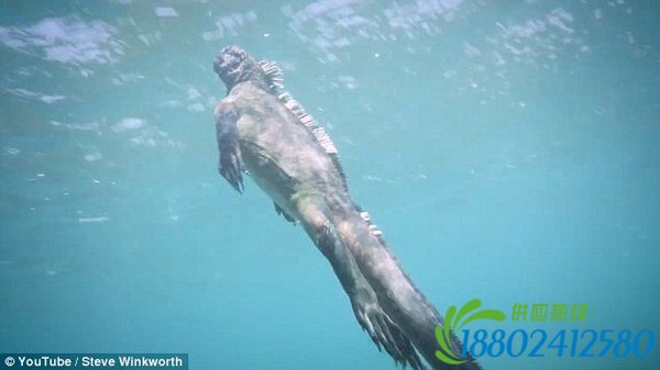 太平洋现巨型海鬣蜥 似现实版“哥斯拉”(图)