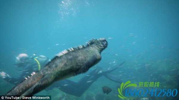 太平洋现巨型海鬣蜥 似现实版“哥斯拉”(图)