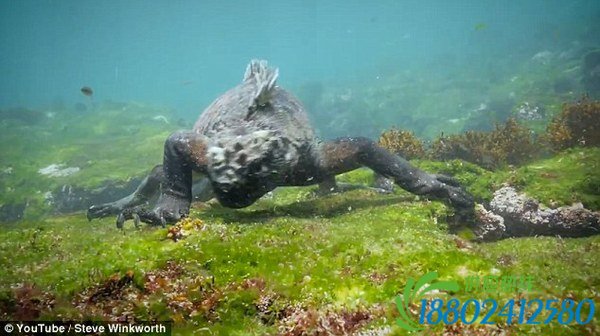 太平洋现巨型海鬣蜥 似现实版“哥斯拉”(图)