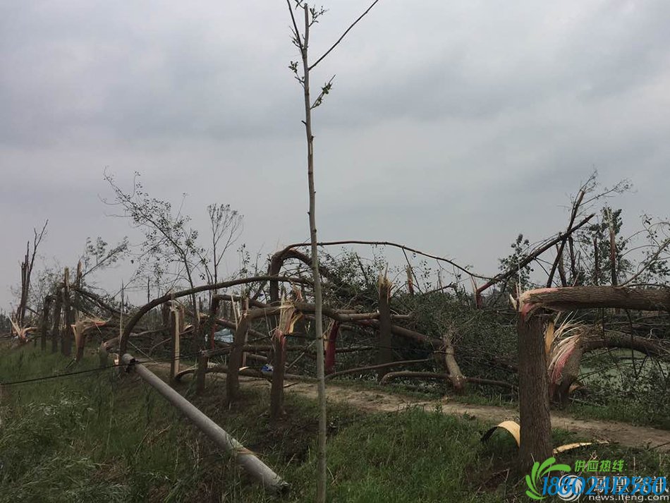 被龙卷风侵袭后的村庄：树木横断，夷为平地