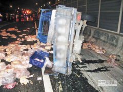 小貨車被撞翻車 上千隻鴨散佈道路阻塞交通