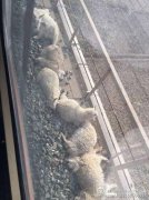 火车碾死90只羊谁之过？ 全村都在帮卖羊肉