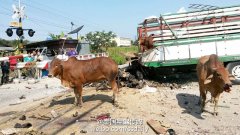 泰国火车撞上运牛车致5人死亡(1)